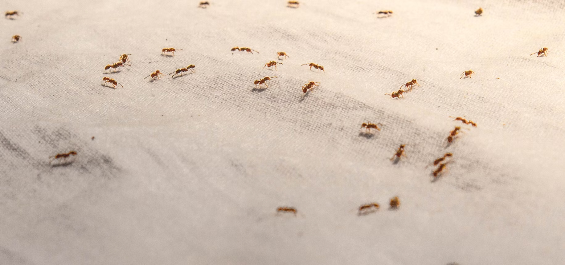 Nečakaní návštevníci, alebo ako si poradiť s mravcami v byte