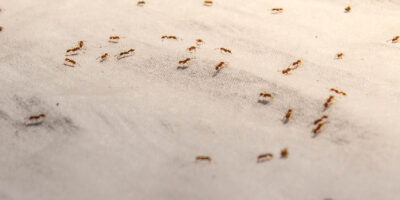 Nečakaní návštevníci, alebo ako si poradiť s mravcami v byte